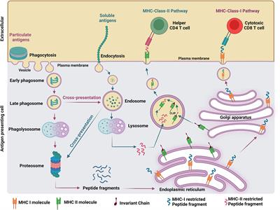 Precision-engineering of subunit vaccine particles for prevention of infectious diseases